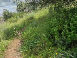 Flora del Cerro Masatrigo